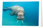 Walrus, Svalbard, Norway by Anonymous