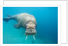 Walrus, Svalbard, Norway by Anonymous