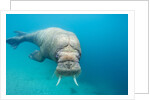 Walrus, Svalbard, Norway by Anonymous