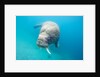 Walrus, Svalbard, Norway by Anonymous