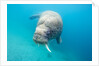 Walrus, Svalbard, Norway by Anonymous
