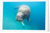 Walrus, Svalbard, Norway by Anonymous