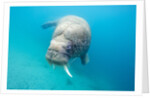 Walrus, Svalbard, Norway by Anonymous