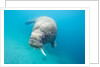 Walrus, Svalbard, Norway by Anonymous