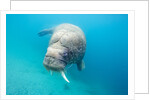 Walrus, Svalbard, Norway by Anonymous
