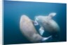 Walrus, Svalbard, Norway by Anonymous