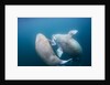 Walrus, Svalbard, Norway by Anonymous