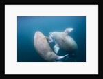Walrus, Svalbard, Norway by Anonymous