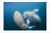 Walrus, Svalbard, Norway by Anonymous