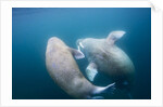 Walrus, Svalbard, Norway by Anonymous