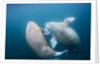 Walrus, Svalbard, Norway by Anonymous