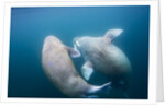 Walrus, Svalbard, Norway by Anonymous