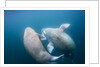 Walrus, Svalbard, Norway by Anonymous