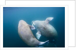 Walrus, Svalbard, Norway by Anonymous