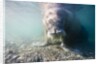 Walrus, Svalbard, Norway by Anonymous