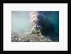 Walrus, Svalbard, Norway by Anonymous