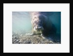 Walrus, Svalbard, Norway by Anonymous