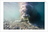 Walrus, Svalbard, Norway by Anonymous