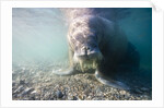 Walrus, Svalbard, Norway by Anonymous