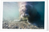 Walrus, Svalbard, Norway by Anonymous