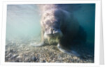 Walrus, Svalbard, Norway by Anonymous