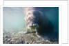Walrus, Svalbard, Norway by Anonymous