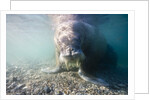 Walrus, Svalbard, Norway by Anonymous