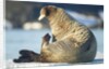 Walrus, Svalbard, Norway by Anonymous
