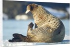 Walrus, Svalbard, Norway by Anonymous