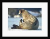 Walrus, Svalbard, Norway by Anonymous