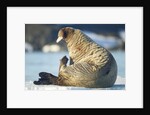 Walrus, Svalbard, Norway by Anonymous