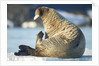 Walrus, Svalbard, Norway by Anonymous