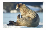 Walrus, Svalbard, Norway by Anonymous