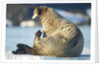 Walrus, Svalbard, Norway by Anonymous