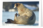 Walrus, Svalbard, Norway by Anonymous