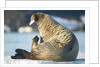 Walrus, Svalbard, Norway by Anonymous