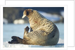 Walrus, Svalbard, Norway by Anonymous