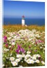 wildflwers at North Head Lighthouse, Washington State, Pacific Ocean, Pacific Northwest. by Anonymous