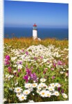 wildflwers at North Head Lighthouse, Washington State, Pacific Ocean, Pacific Northwest. by Anonymous