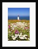 wildflwers at North Head Lighthouse, Washington State, Pacific Ocean, Pacific Northwest. by Anonymous