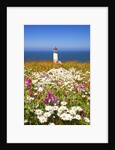 wildflwers at North Head Lighthouse, Washington State, Pacific Ocean, Pacific Northwest. by Anonymous