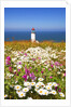 wildflwers at North Head Lighthouse, Washington State, Pacific Ocean, Pacific Northwest. by Anonymous