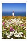 wildflwers at North Head Lighthouse, Washington State, Pacific Ocean, Pacific Northwest. by Anonymous