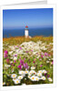 wildflwers at North Head Lighthouse, Washington State, Pacific Ocean, Pacific Northwest. by Anonymous