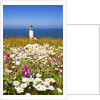 wildflwers at North Head Lighthouse, Washington State, Pacific Ocean, Pacific Northwest. by Anonymous