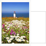 wildflwers at North Head Lighthouse, Washington State, Pacific Ocean, Pacific Northwest. by Anonymous