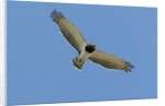 Black Chested Snake Eagle (Circaetus pectoralis) in blue sky by Anonymous