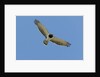 Black Chested Snake Eagle (Circaetus pectoralis) in blue sky by Anonymous