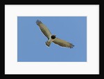 Black Chested Snake Eagle (Circaetus pectoralis) in blue sky by Anonymous
