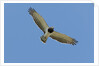 Black Chested Snake Eagle (Circaetus pectoralis) in blue sky by Anonymous